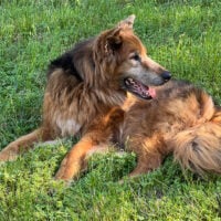 Abby German Shepherd Mix