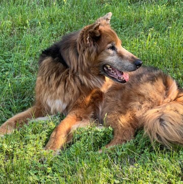 Abby German Shepherd Mix