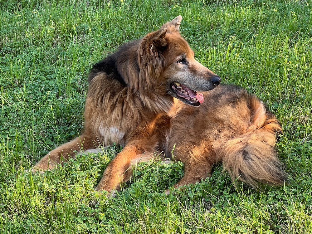 Abby German Shepherd Mix
